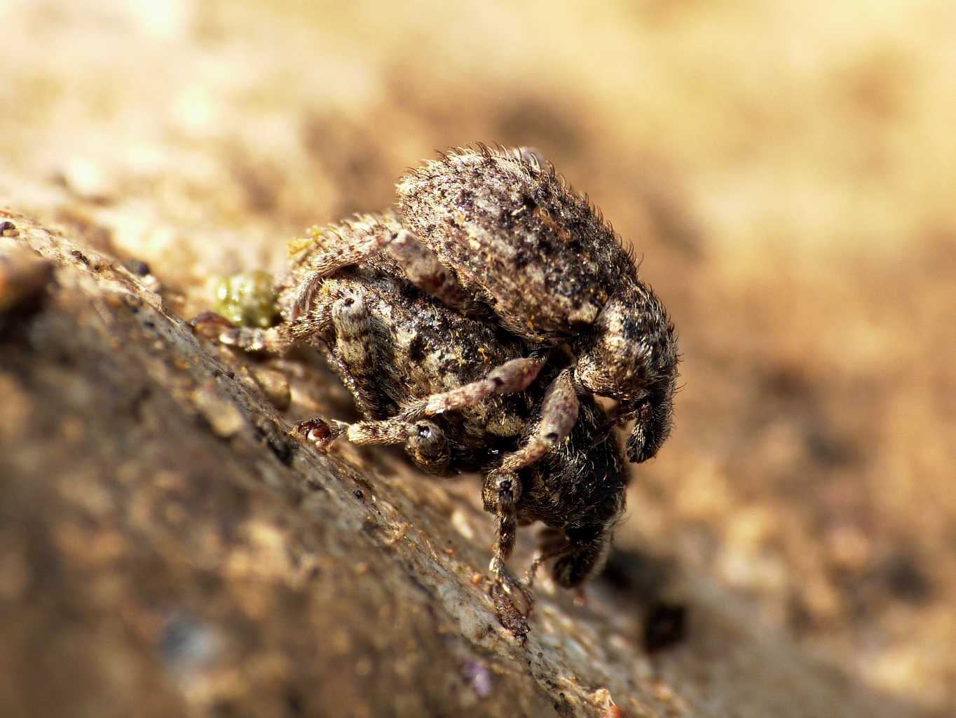 Curculionidae in accoppiamento - Limobius borealis